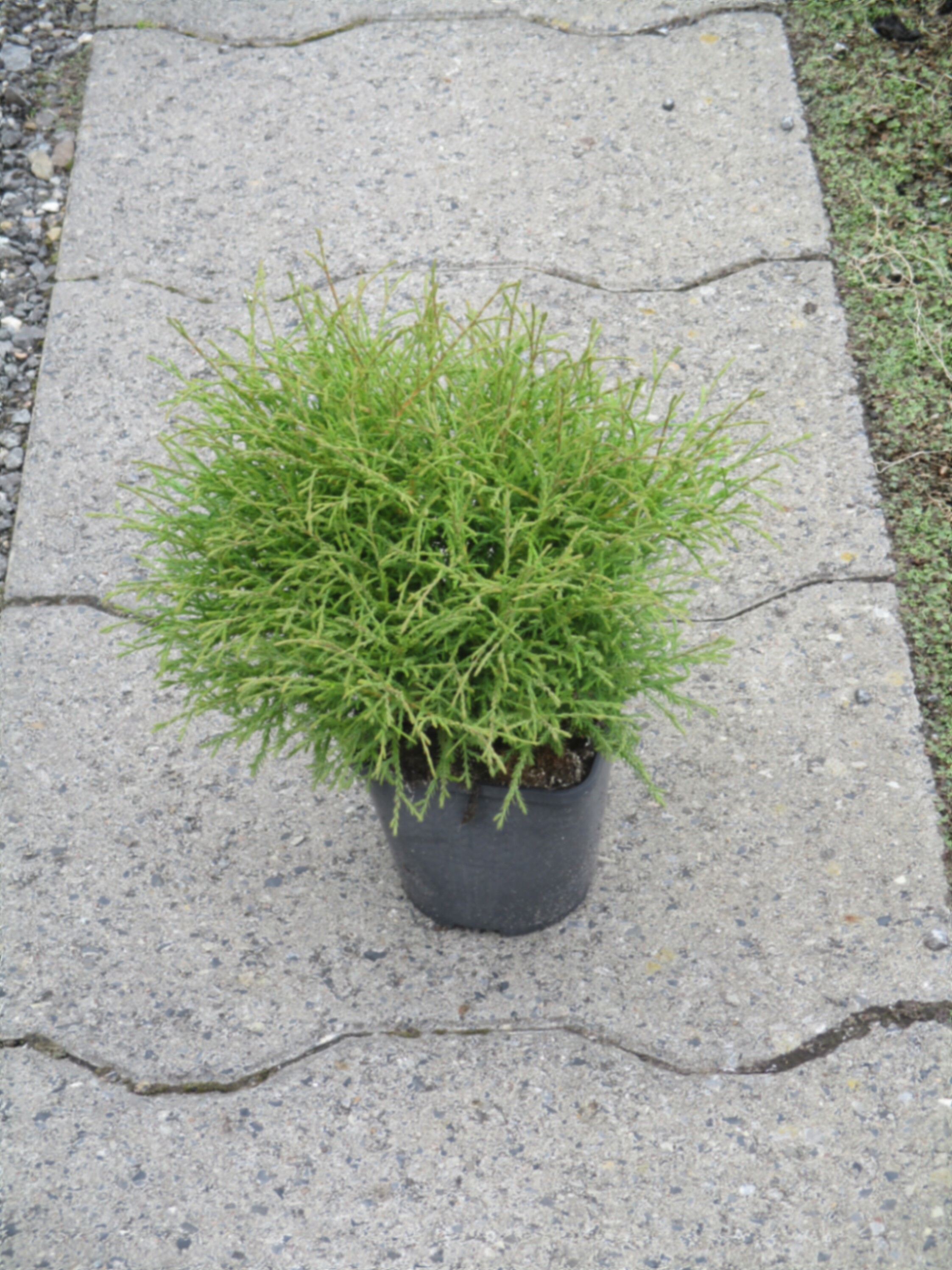 Туя западная Мистер Боулинг Бол